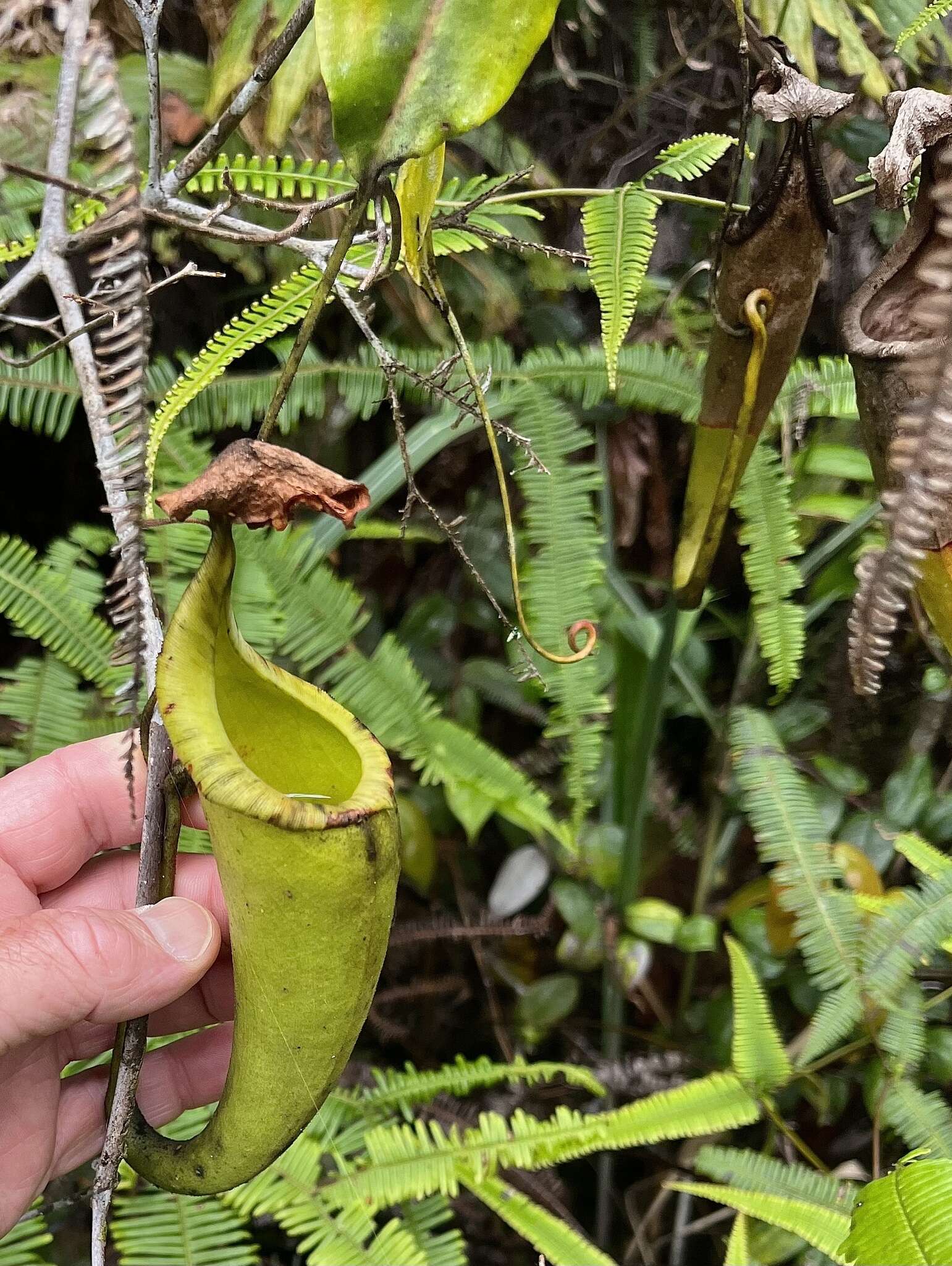 Image of Nepenthes maxima Reinw. ex Nees