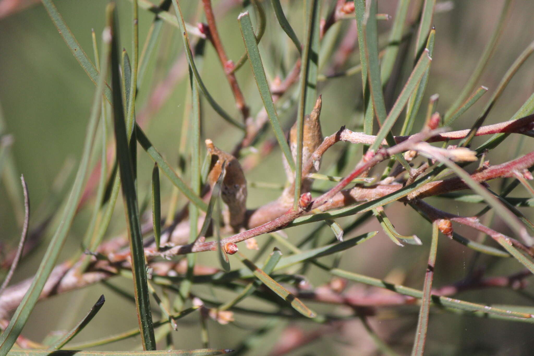 Sivun Hakea carinata F. Müll. ex Meissn. kuva