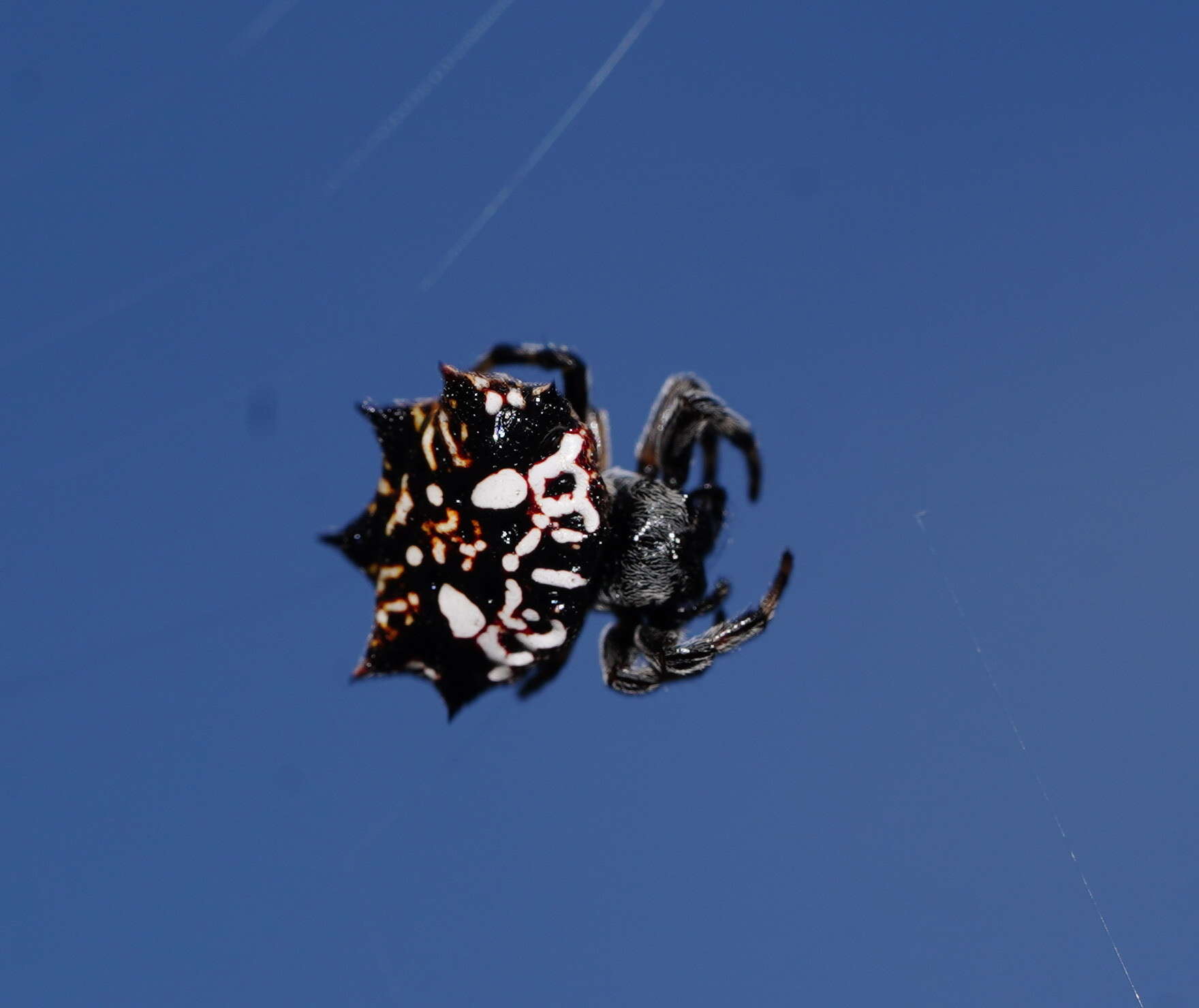 Image of Spiny orb-weavers