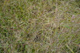 Image de Panicum virgatum var. virgatum