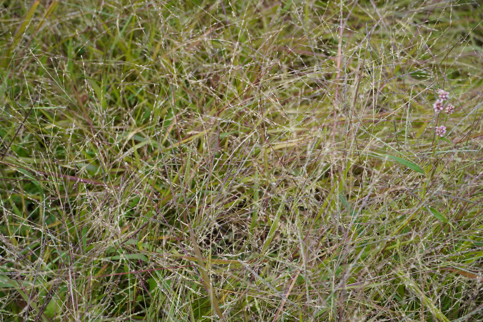 Image of switchgrass