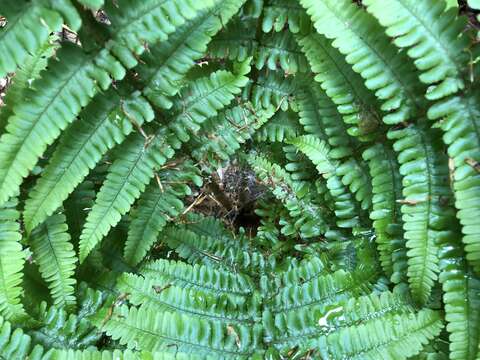 Image de Dryopteris borreri (Newm.) Oberholzer & Tavel