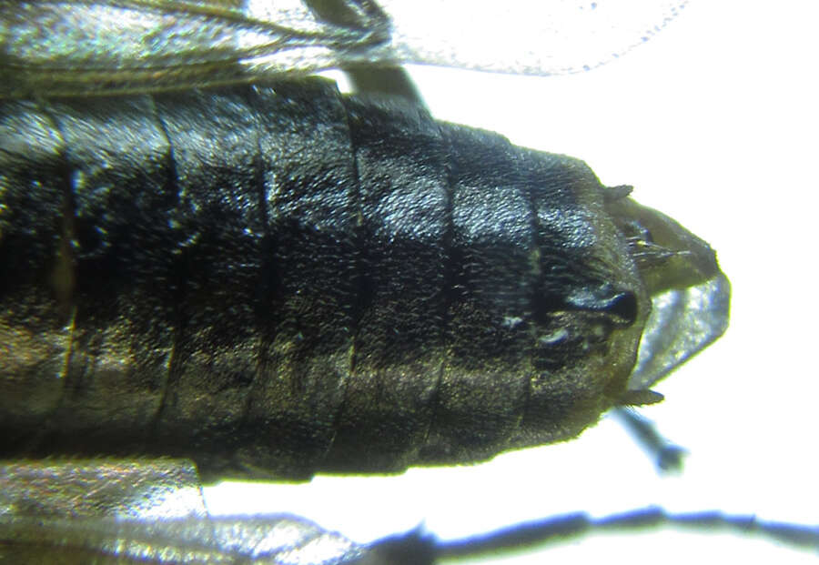 <i>Euura viduatina</i>的圖片