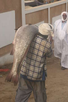 Image of Giant African threadfin