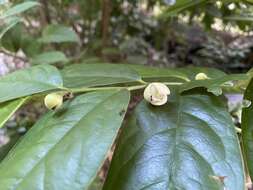 Image of Anaxagorea javanica Blume