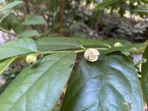 Слика од Anaxagorea javanica Blume