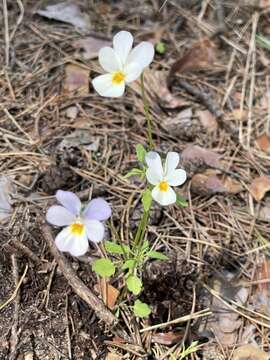 Image of Viola tricolor subsp. matutina (Klokov) Valentine