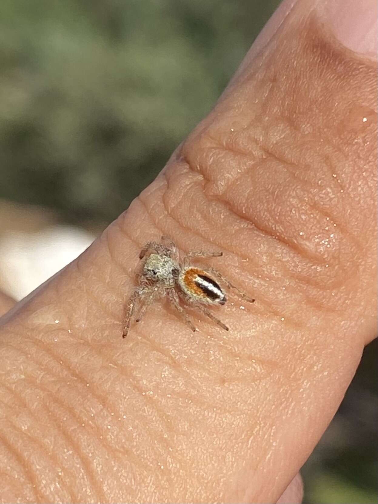 Image of Phidippus californicus Peckham & Peckham 1901