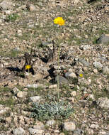 Image of desert marigold