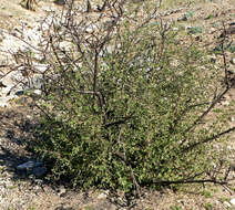 Prunus fasciculata (Torr.) Gray resmi