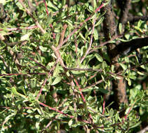 Prunus fasciculata (Torr.) Gray resmi