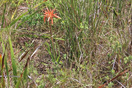 Aloe micracantha Haw. resmi