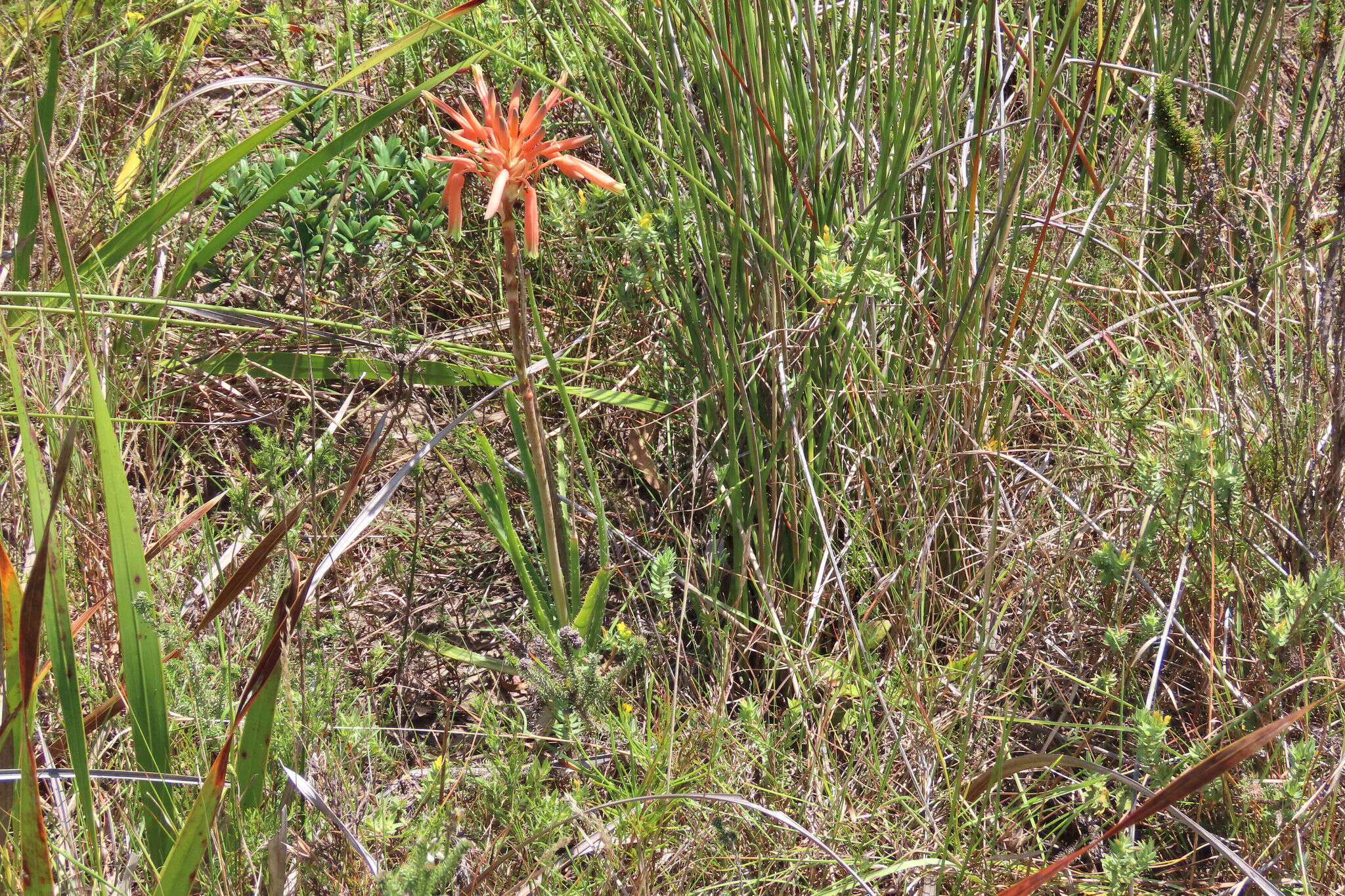 Plancia ëd Aloe micracantha Haw.