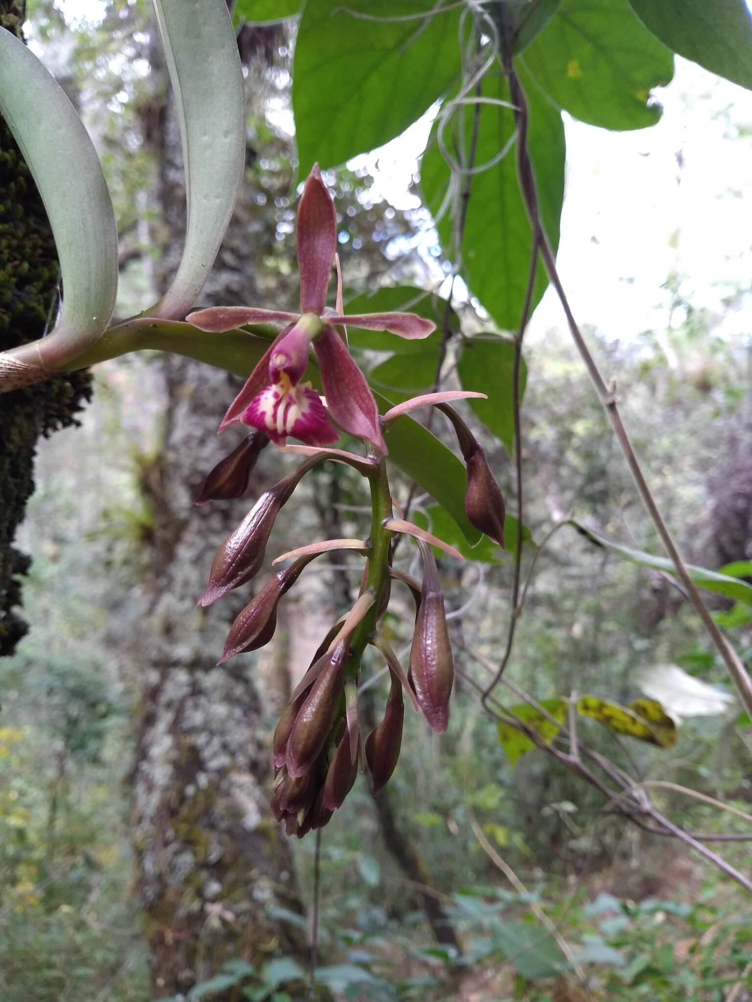 Imagem de Epidendrum radioferens (Ames, F. T. Hubb. & C. Schweinf.) Hágsater