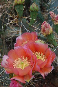 Image of Panhandle Prickly-pear