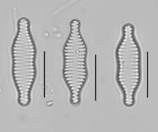 Image of Staurosira binodis