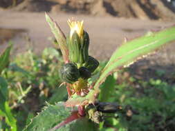 Plancia ëd Sonchus asper (L.) Hill