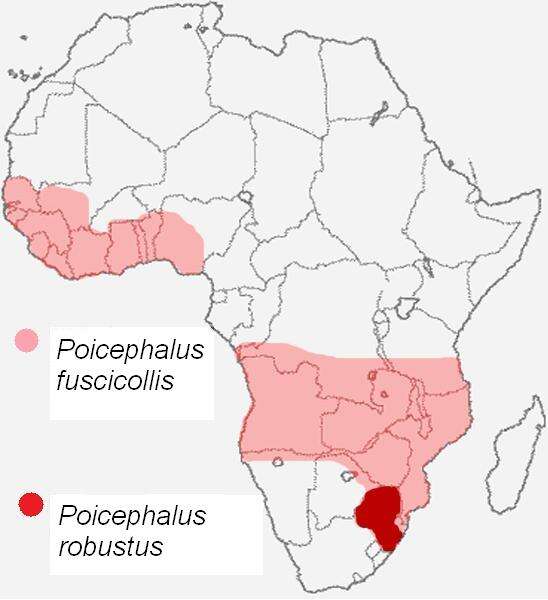 Image of Poicephalus Swainson 1837