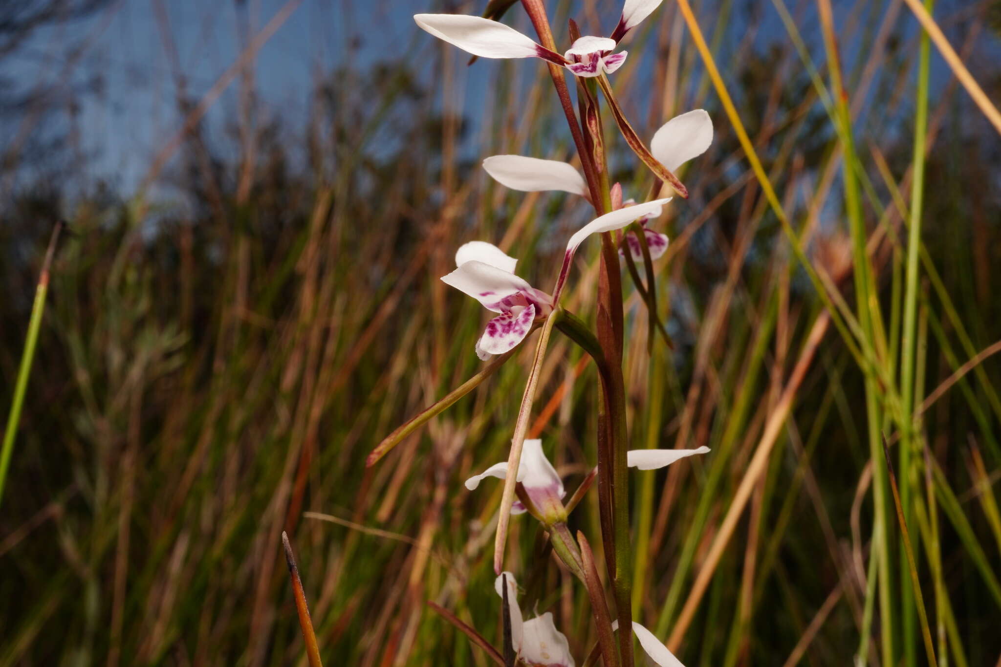 Image of White donkey orchid