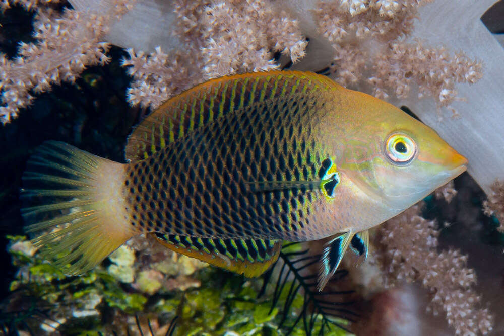 Image of Axil spot wrasse