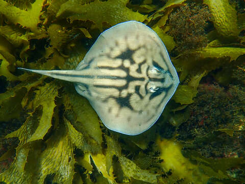 Image of Banded Stingaree