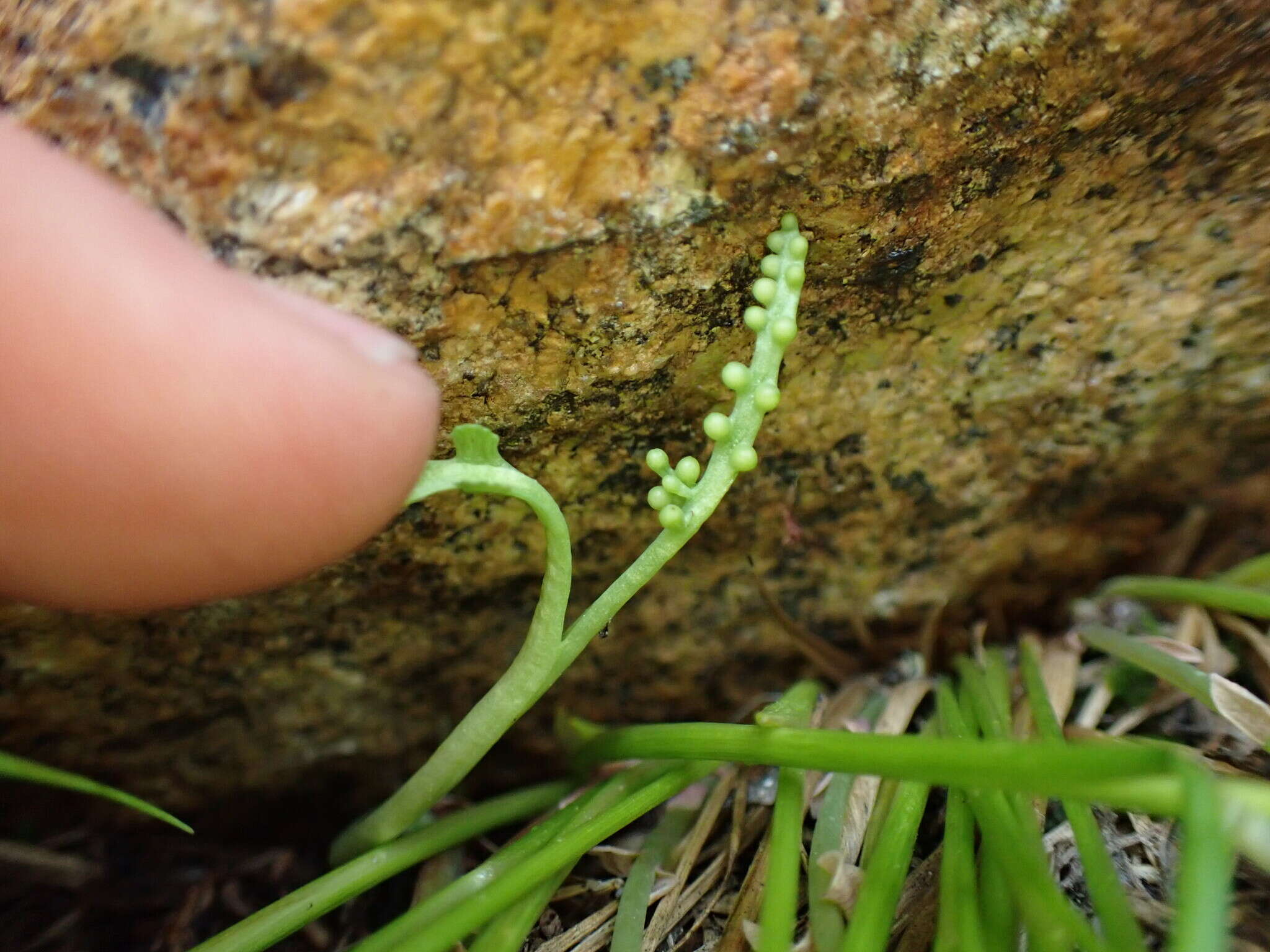 Imagem de Botrychium montanum Wagner