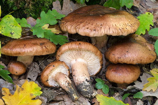 Image of Tricholoma quercetorum Contu 2004