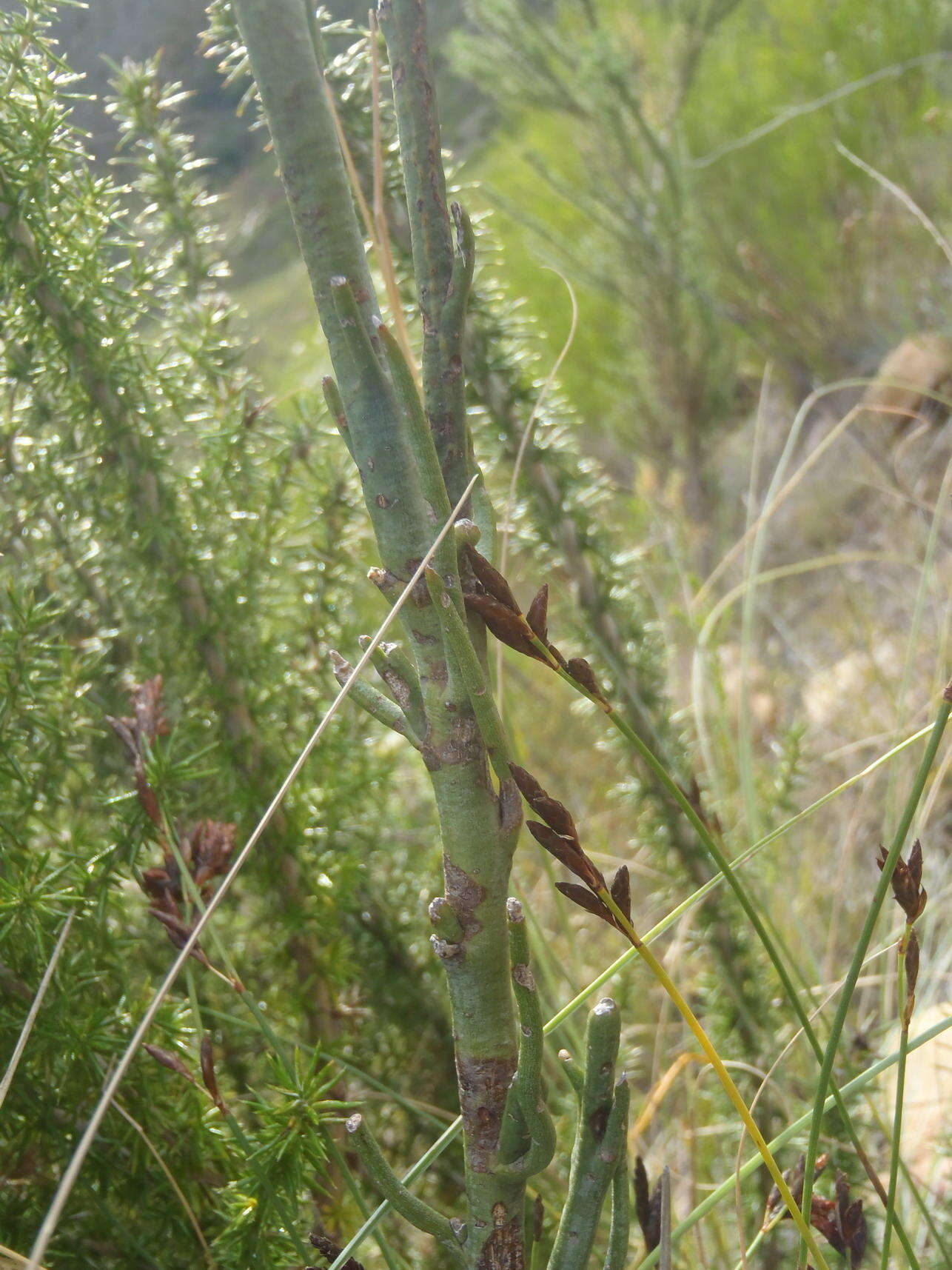 Image of Thesium strictum P. J. Berg.