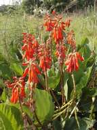 Imagem de Erythrina zeyheri Harv.