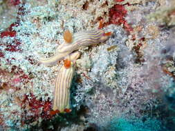 Image of Orange gilled purple lined white slug