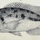 Image de Tyrannochromis macrostoma (Regan 1922)