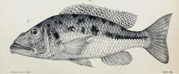 Image de Tyrannochromis macrostoma (Regan 1922)