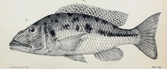 Image de Tyrannochromis macrostoma (Regan 1922)