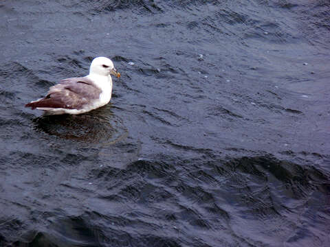 Image of Fulmar