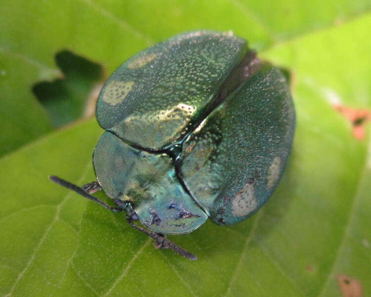 Plancia ëd Stolas discoides (Linnaeus 1758)