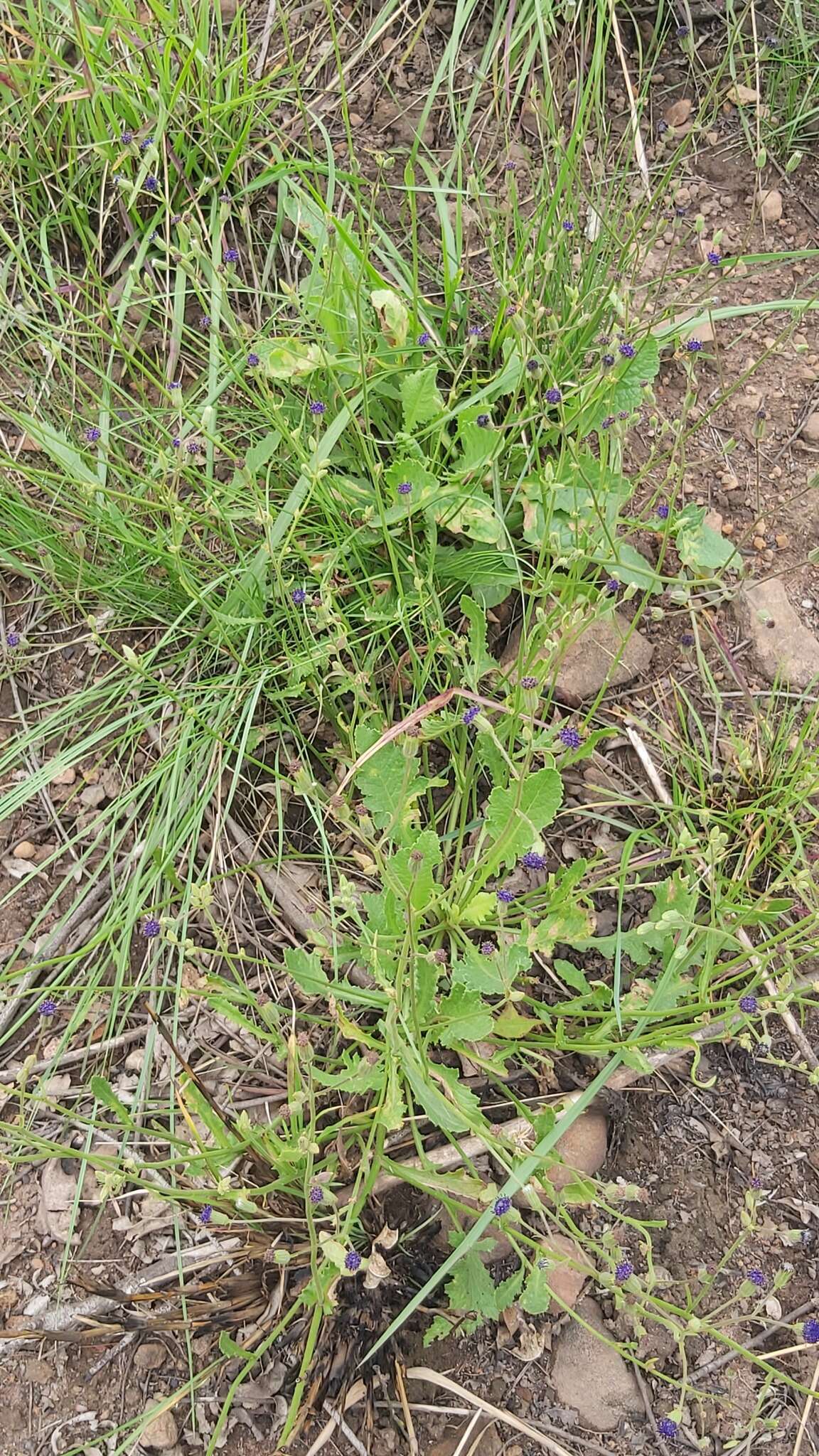 Sivun Senecio variabilis Sch. Bip. kuva