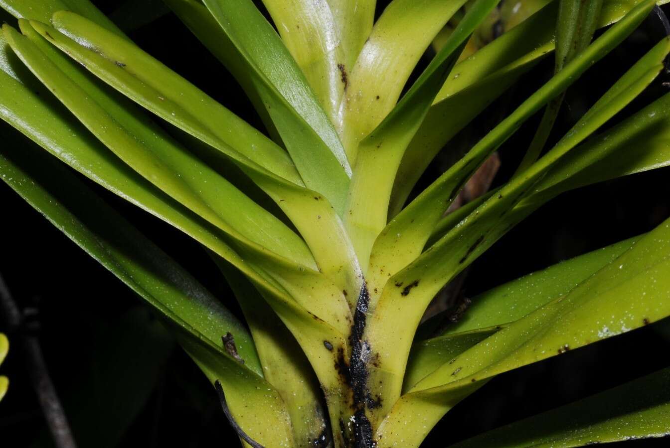 Image of Angraecum eburneum subsp. superbum (Thouars) H. Perrier