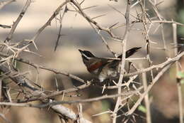 Image of Black-crowned Tchagra