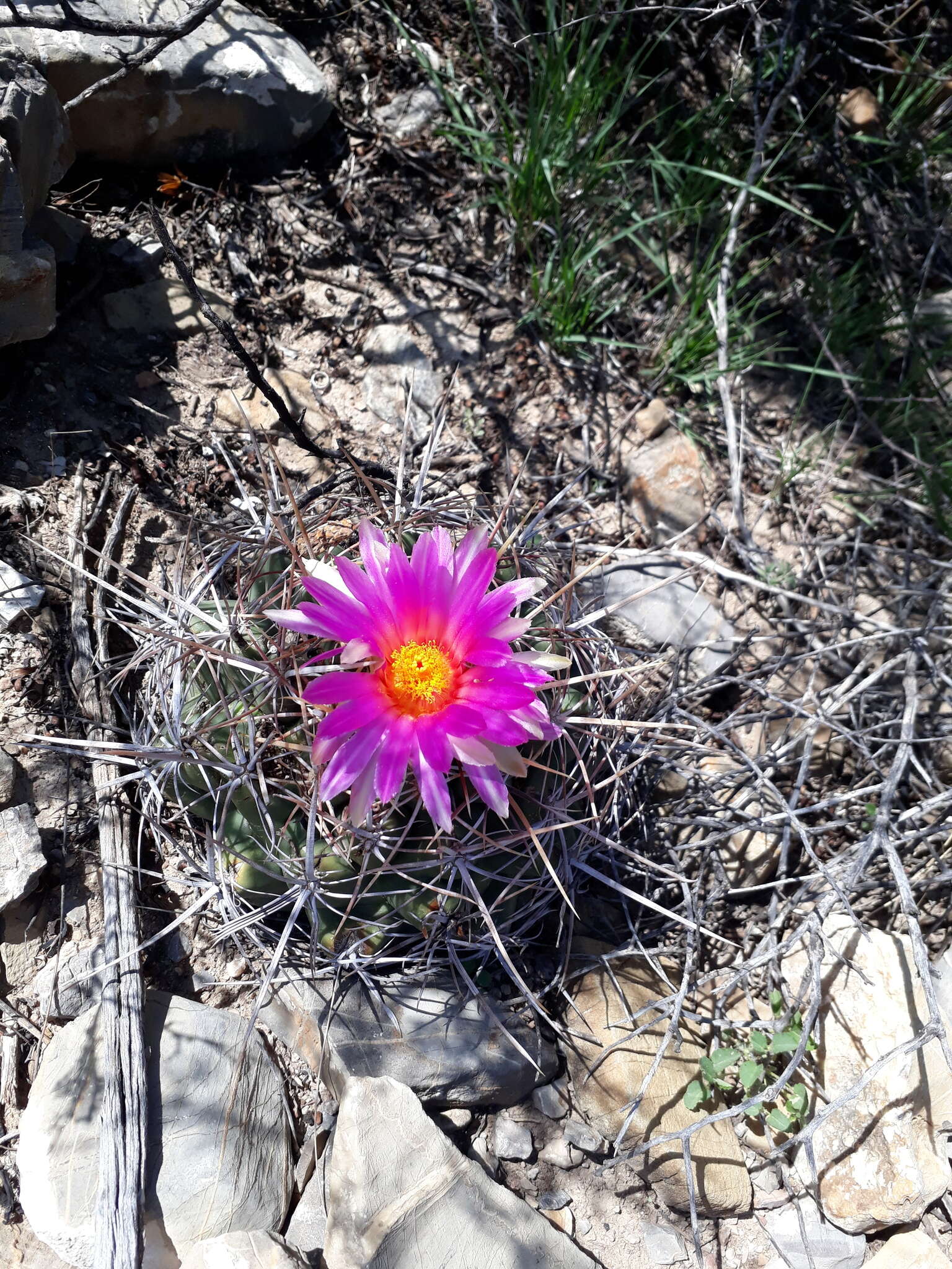 Image of Thelocactus bicolor subsp. heterochromus (F. A. C. Weber) Mosco & Zanov.