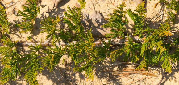 Image of creeping juniper