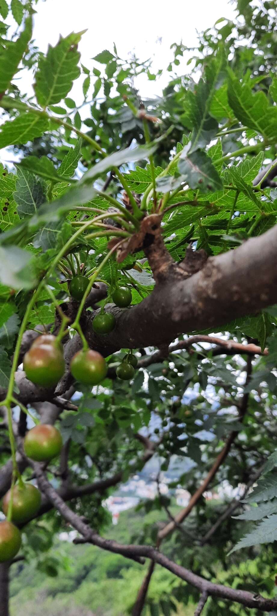 Image of Bursera penicillata (Sesse & Moc.) Engl.