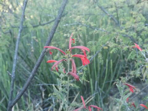 Image of Arizona water-willow