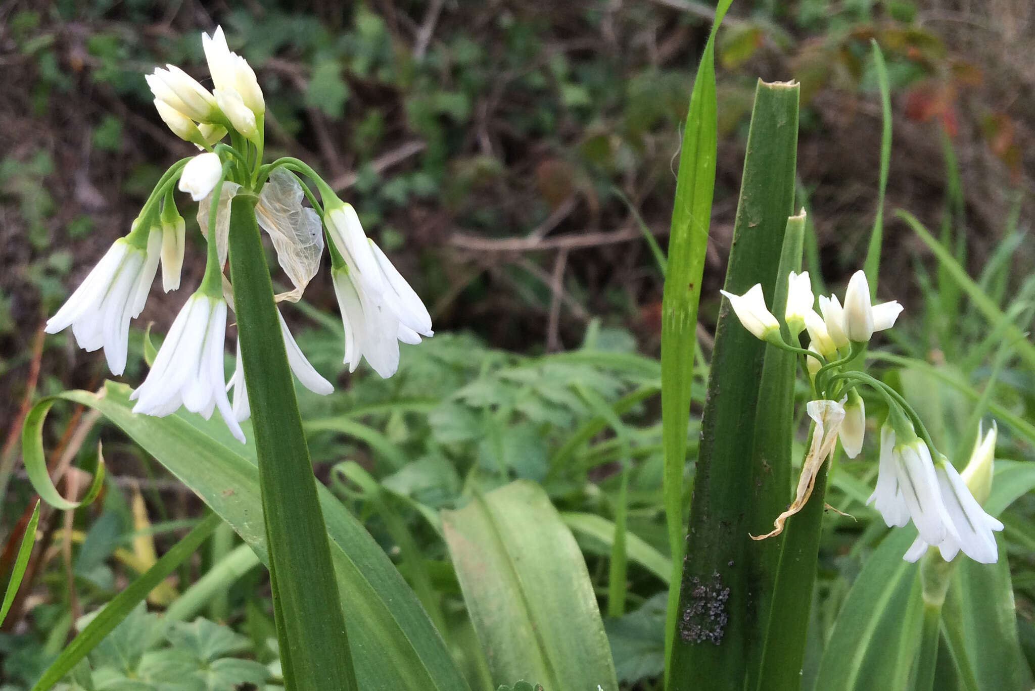 Image of Threecorner leek