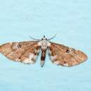 Image of Eupithecia albigutta Prout 1958