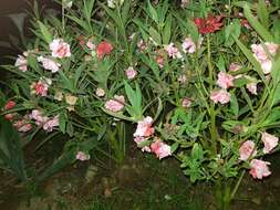 Image of spotted snapweed