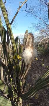 Image of Pilosocereus alensis (F. A. C. Weber ex Rol.-Goss.) Byles & G. D. Rowley