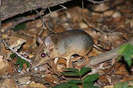 Image of Four-toed Elephant Shrew