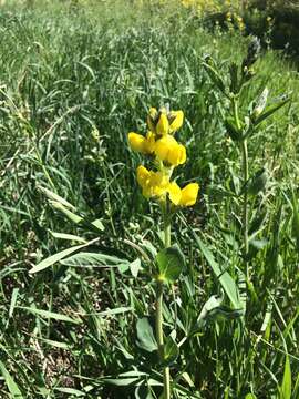 Thermopsis divaricarpa A. Nelson的圖片