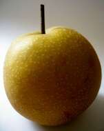 Image of Chinese pear