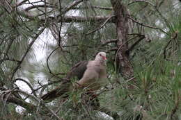 Image of Pink Pigeon